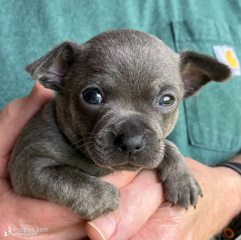 Rico Blue Coat – Chihuahua puppy for sale in Bella Vista, AR
