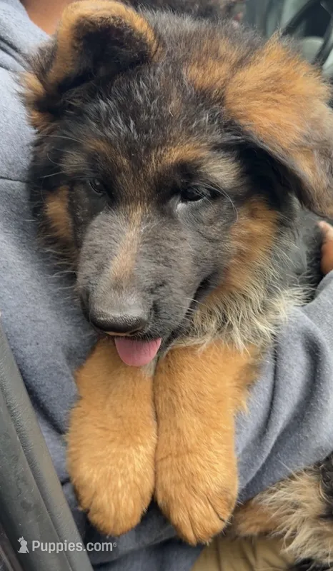 Sage – German Shepherd Dog puppy for sale in Naperville, IL