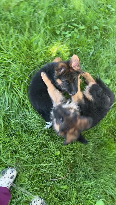 Sage, a female German Shepherd Dog for sale in Naperville, IL – 4 of 4