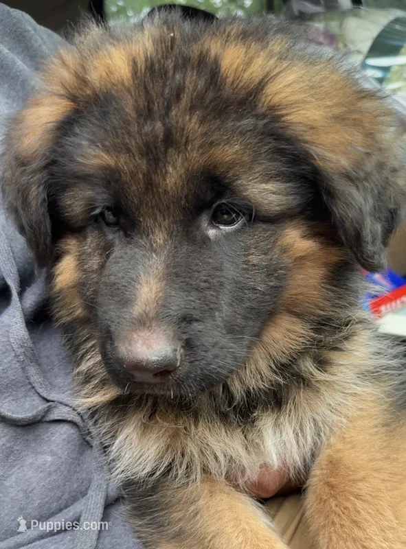 Dex – German Shepherd Dog puppy for sale in Naperville, IL