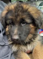 Dex, a male German Shepherd Dog for sale in Naperville, IL – 1 of 3