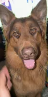 Sage, a female German Shepherd Dog for sale in Naperville, IL – 3 of 4