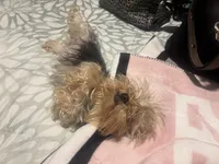 Gucci , a female Yorkshire Terrier for sale in San Bernardino, CA – 2 of 2