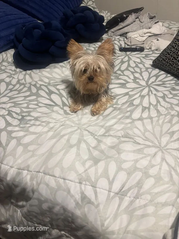 Gucci  – Yorkshire Terrier puppy for sale in San Bernardino, CA