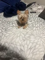 Gucci , a female Yorkshire Terrier for sale in San Bernardino, CA – 1 of 2