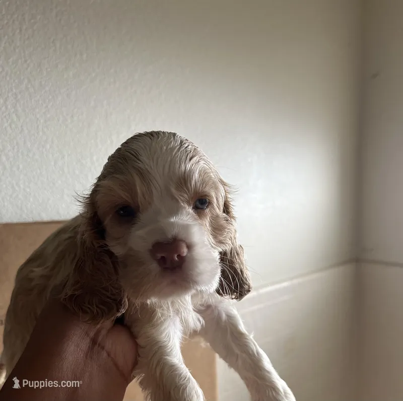Daisy – Cocker Spaniel puppy for sale in Discovery Bay, CA