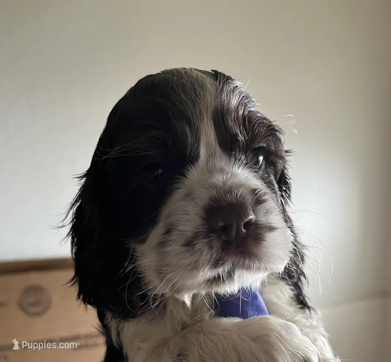 Mocha  – Cocker Spaniel puppy for sale in Discovery Bay, CA