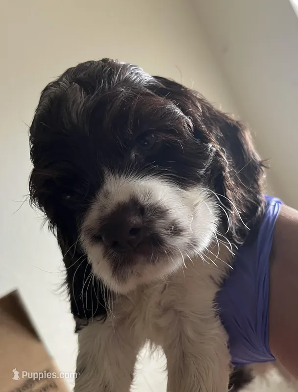 Duke – Cocker Spaniel puppy for sale in Discovery Bay, CA