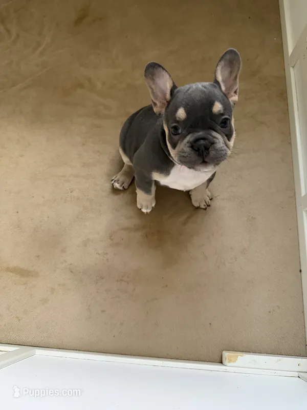 Girl 1 – French Bulldog puppy for sale in Oklahoma City, OK