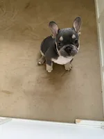 Girl 1, a female French Bulldog for sale in Oklahoma City, OK – 1 of 2