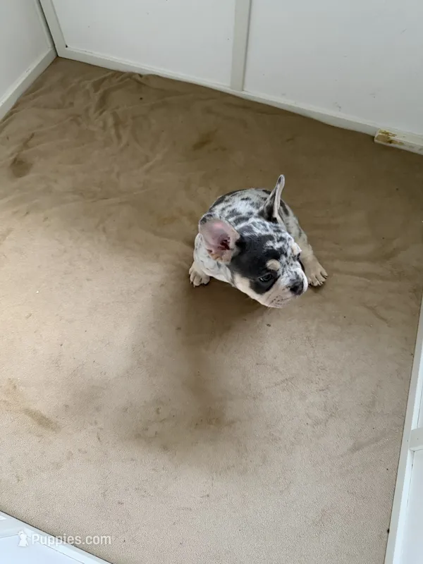Boy 2  – French Bulldog puppy for sale in Oklahoma City, OK