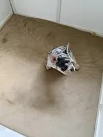Boy 2 , a male French Bulldog for sale in Oklahoma City, OK – 1 of 2