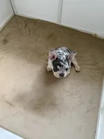 Boy 2 , a male French Bulldog for sale in Oklahoma City, OK – 2 of 2