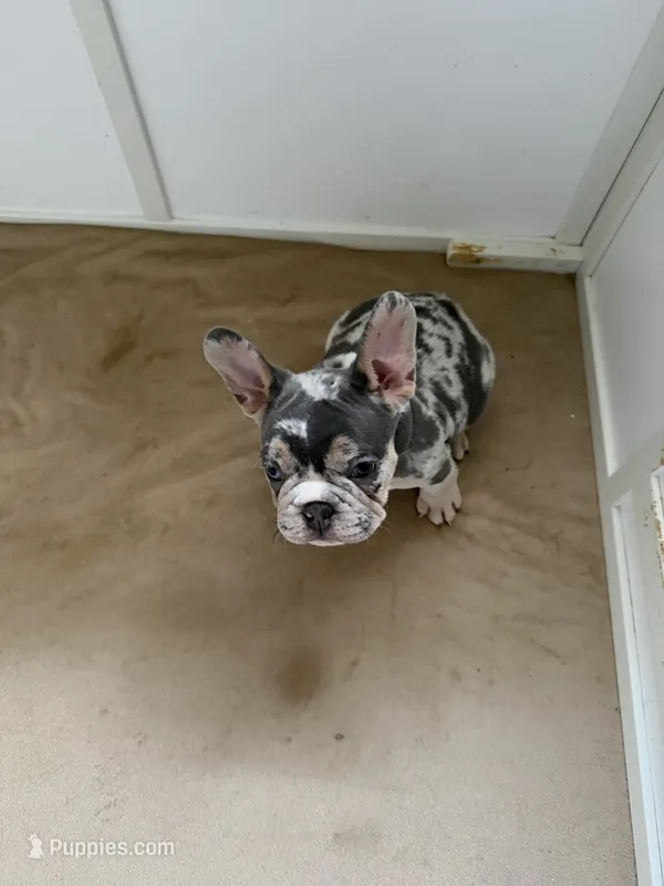 Boy 1  – French Bulldog puppy for sale in Oklahoma City, OK