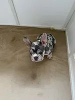 Boy 1 , a male French Bulldog for sale in Oklahoma City, OK – 1 of 2