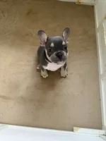 Girl 1, a female French Bulldog for sale in Oklahoma City, OK – 2 of 2