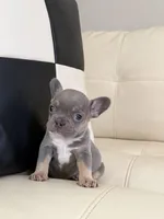Zoey, a female French Bulldog for sale in Jacksonville, FL – Photo 2 of 2