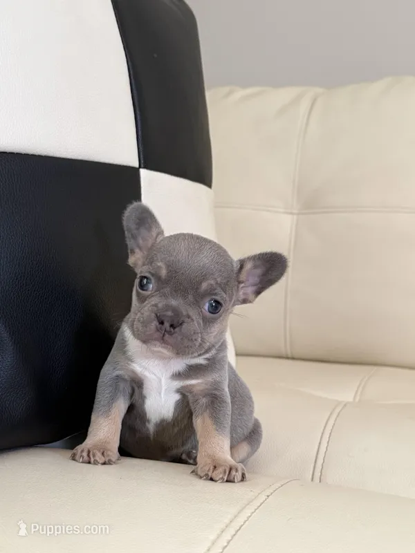 Zoey – French Bulldog puppy for sale in Jacksonville, FL