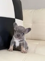 Zoey, a female French Bulldog for sale in Jacksonville, FL – Photo 1 of 2