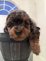 Linda , a female Miniature Goldendoodle for sale in Jacksonville, FL – Photo 6 of 6