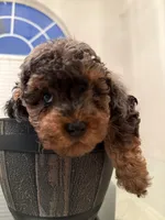 Linda , a female Miniature Goldendoodle for sale in Jacksonville, FL – Photo 5 of 6