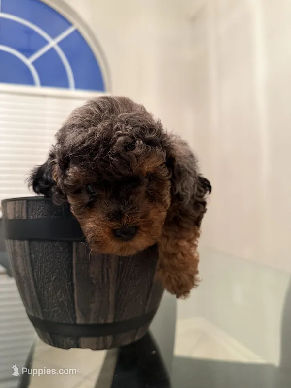 Linda , a female Miniature Goldendoodle for sale in Jacksonville, FL – Photo 1 of 6