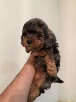Linda , a female Miniature Goldendoodle for sale in Jacksonville, FL – Photo 2 of 6
