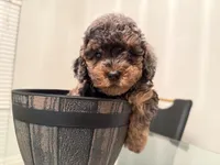Linda , a female Miniature Goldendoodle for sale in Jacksonville, FL – Photo 4 of 6