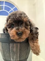 Linda , a female Miniature Goldendoodle for sale in Jacksonville, FL – Photo 3 of 6