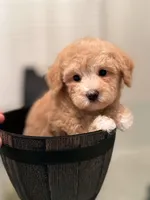 Sassy , a female Miniature Goldendoodle for sale in Jacksonville, FL – Photo 3 of 4