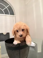 Sassy , a female Miniature Goldendoodle for sale in Jacksonville, FL – Photo 4 of 4