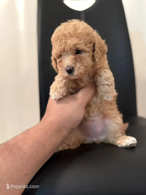 Sassy , a female Miniature Goldendoodle for sale in Jacksonville, FL – Photo 1 of 4