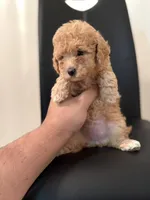 Sassy , a female Miniature Goldendoodle for sale in Jacksonville, FL – Photo 1 of 4