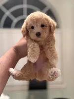Sassy , a female Miniature Goldendoodle for sale in Jacksonville, FL – Photo 2 of 4