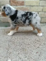 Bella , a female Australian Shepherd and Bernese Mountain Dog for sale in Conroe, TX – 2 of 3