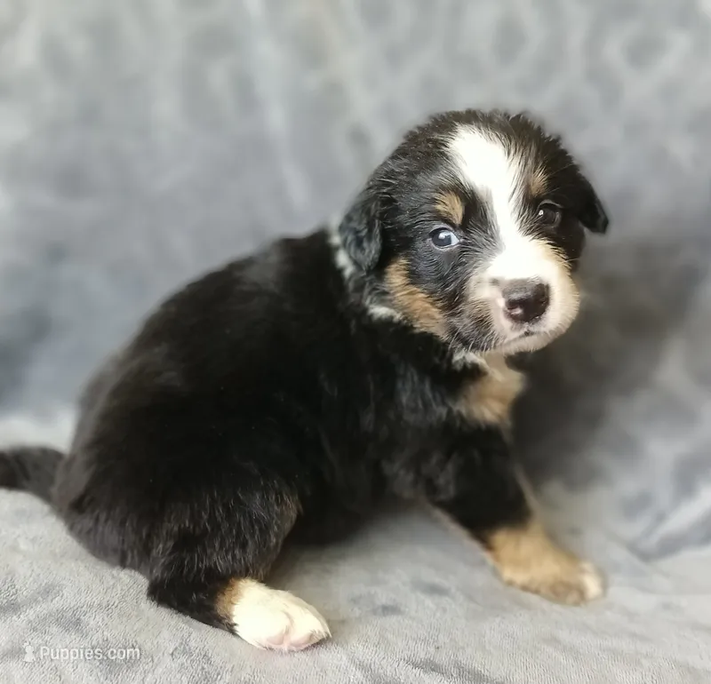 Rocky  – Australian Shepherd, Bernese Mountain Dog puppy for sale in Conroe, TX