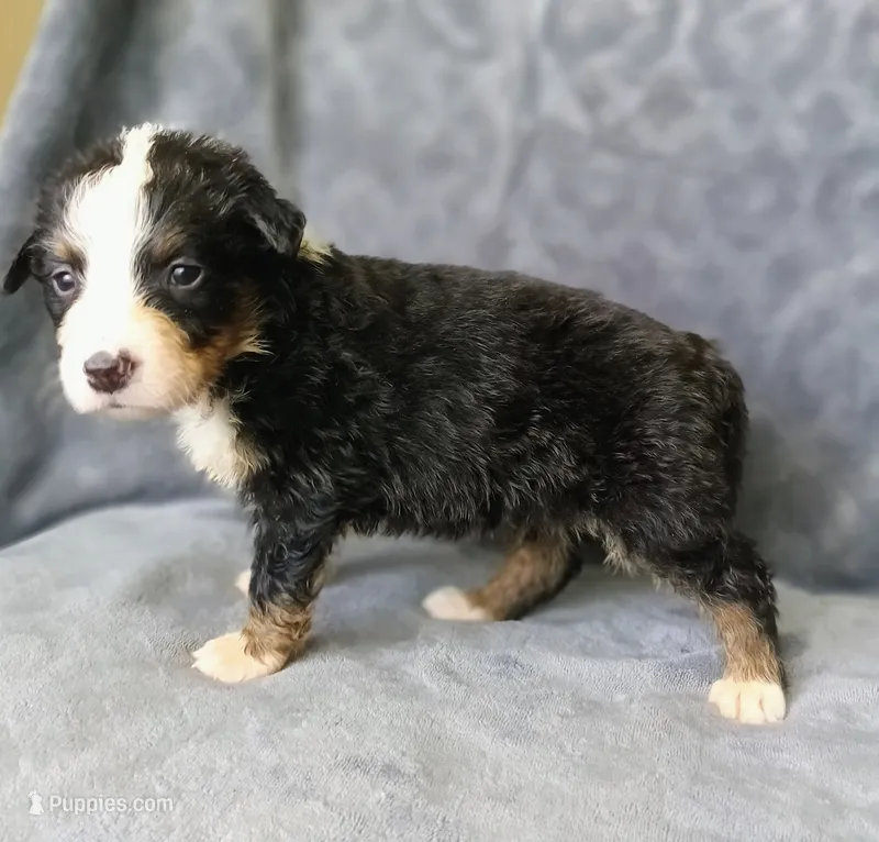 Tinkerbell – Australian Shepherd, Bernese Mountain Dog puppy for sale in Conroe, TX