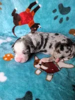 Bee, a female Bernese Mountain Dog for sale in Conroe, TX – 4 of 4