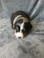 Lucky , a male Australian Shepherd and Bernese Mountain Dog for sale in Conroe, TX – 6 of 7