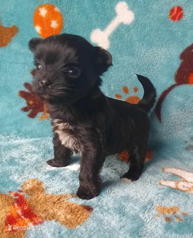 Daisy  – Yorkshire Terrier puppy for sale in Conroe, TX