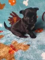 Daisy , a female Yorkshire Terrier for sale in Conroe, TX – 2 of 3