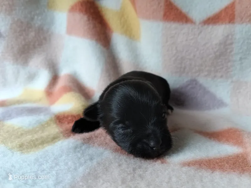 Daisy  – Yorkshire Terrier puppy for sale in Conroe, TX