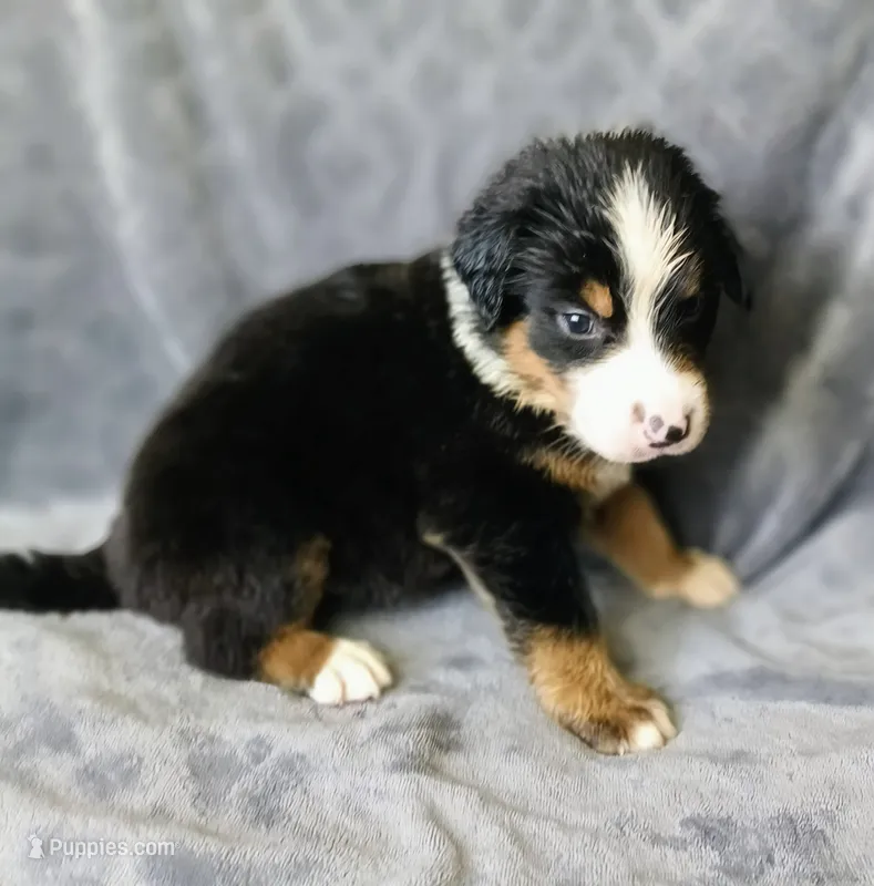 Hank – Australian Shepherd, Bernese Mountain Dog puppy for sale in Conroe, TX