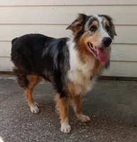 Bernese Aussie , a  Australian Shepherd and Bernese Mountain Dog for sale in Conroe, TX – 1 of 2