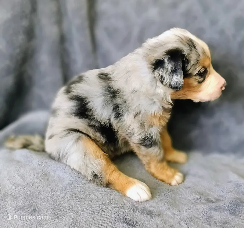 Stella  – Australian Shepherd, Bernese Mountain Dog puppy for sale in Conroe, TX