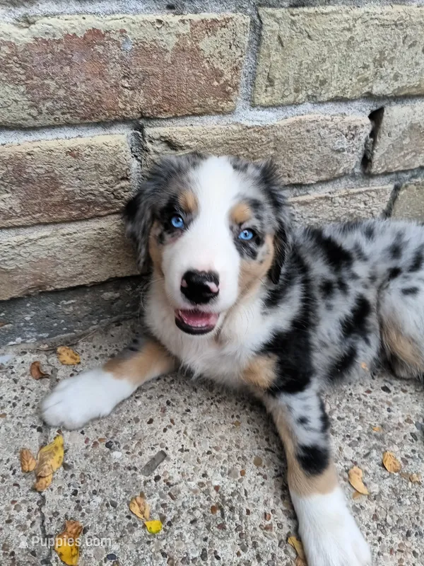 Caesar – Australian Shepherd, Bernese Mountain Dog puppy for sale in Conroe, TX
