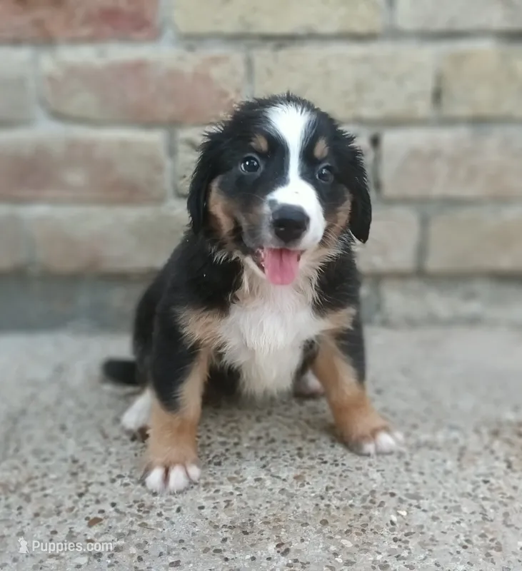 Rocky  – Australian Shepherd, Bernese Mountain Dog puppy for sale in Conroe, TX