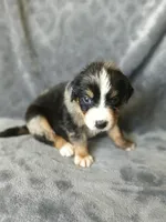 Lucky , a male Australian Shepherd and Bernese Mountain Dog for sale in Conroe, TX – 5 of 7