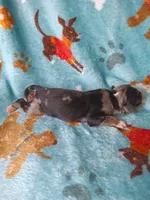 Apollo, a male Australian Shepherd and Bernese Mountain Dog for sale in Conroe, TX – 4 of 5