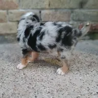 Stella , a female Australian Shepherd and Bernese Mountain Dog for sale in Conroe, TX – 3 of 3